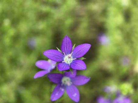 Photo, clasping venus, platycodon, flower, 