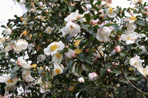 サザンカ・山茶花　咲く風景 サザンカ,秋,冬の写真素材