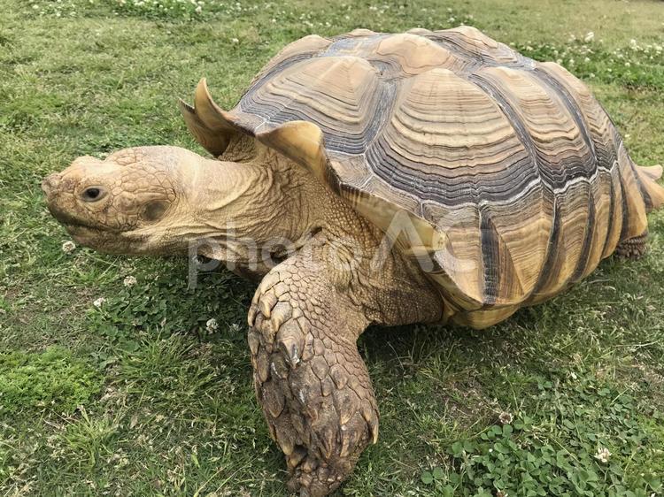 リクガメの散歩 リクガメ,りくがめ,ケヅメリクガメの写真素材
