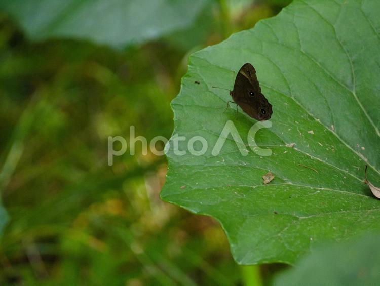 ツワブキの葉っぱとちょうちょ 緑,ツワブキ,石蕗の写真素材