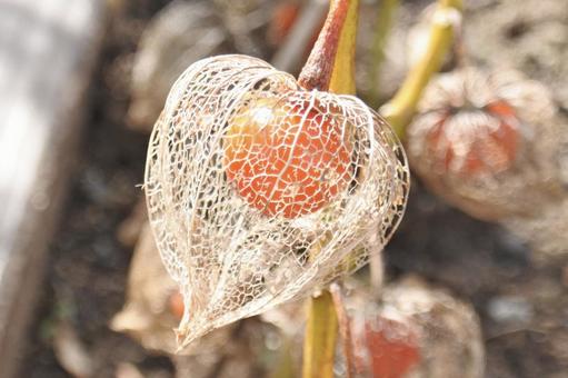 ほおずき② ほおずき,鬼灯,オレンジの写真素材