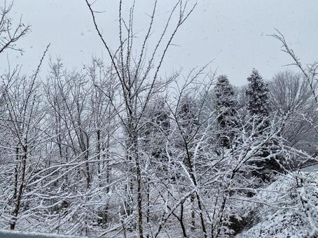雪と木 雪と木の写真