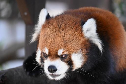 レッサーパンダ レッサーパンダの写真