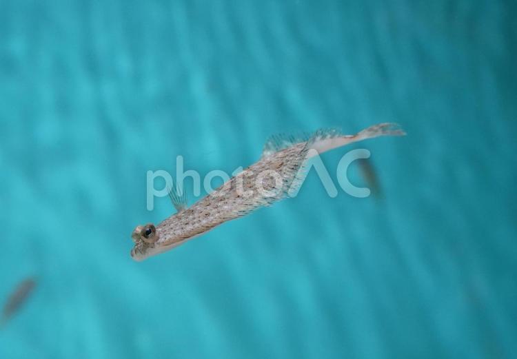 マゴガレイの幼魚 マゴガレイ,真子鰈,カレイの写真素材