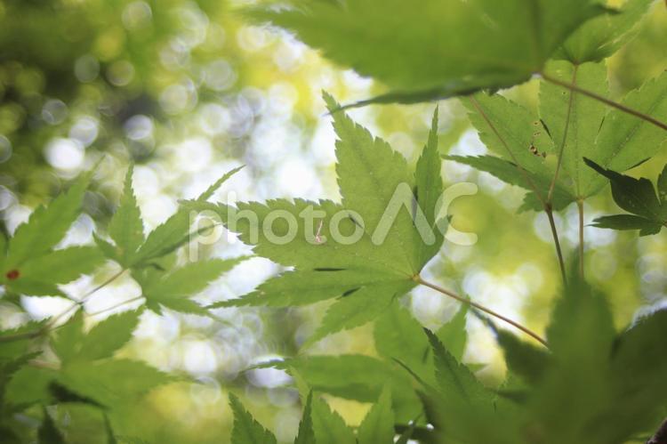下から見上げる青もみじ 夏,青もみじ,自然の写真素材