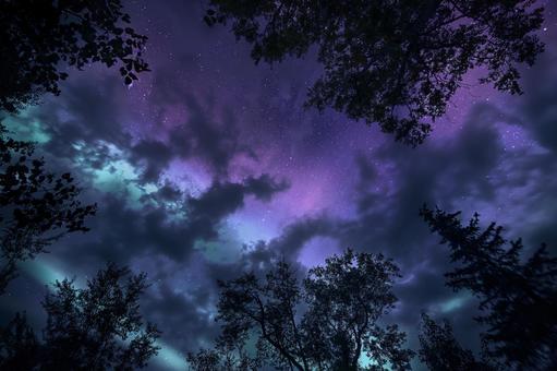 紫夜に包まれた森の静寂 紫夜に包まれた森の静寂の写真