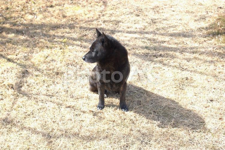 庭で横を向いている甲斐犬 犬,甲斐犬,かわいいの写真素材