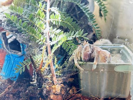 池ポチャしたオカヤドカリ 池ポチャしたオカヤドカリの写真