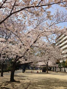 公園に咲く桜 公園に咲く桜の写真
