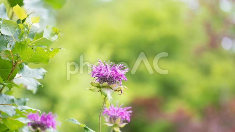 公園の中にあるピンクのいくつかの花 植物,花,葉の写真素材