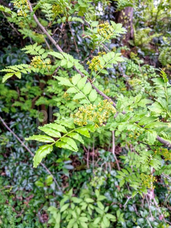 初夏の山にて！山椒の木 山椒の木,葉っぱ,緑の写真素材