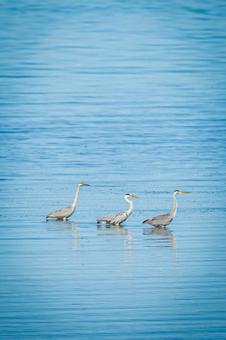 アオサギの隊列 アオサギの隊列の写真