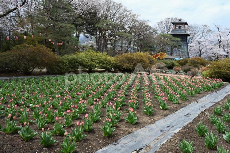 沼田城趾公園の桜と鐘楼とチューリップ 春,チューリップ,桜の写真素材