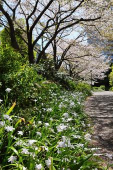 4月上旬の東京港区立檜町公園の桜とシャガ 4月上旬の東京港区立檜町公園の桜とシャガの写真