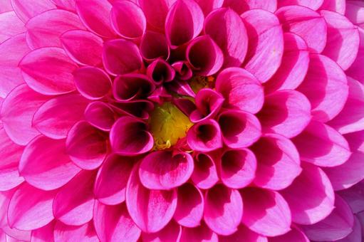 Photo, dahlia, flower, autumn, 