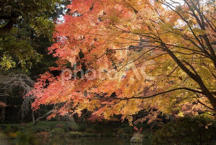 自然　成田山公園(紅葉) 植物,水,緑の写真素材