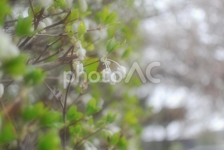 雨上がりの緑・ソフトフォーカス 雨上がり,植物,花の写真素材
