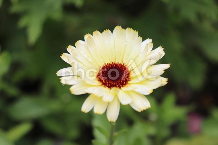 白いお花を見つけたのでどうぞ！ 花,お花,お花畑の写真素材