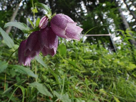 山野草・ホタルブクロ 山野草・ホタルブクロ ホタルブクロ,花,草の写真素材