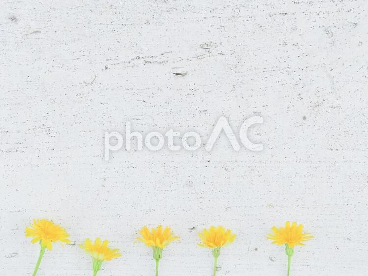 白ペンキの木材と花 木,木材,白ペンキの写真素材