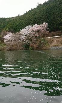 桜 桜の写真