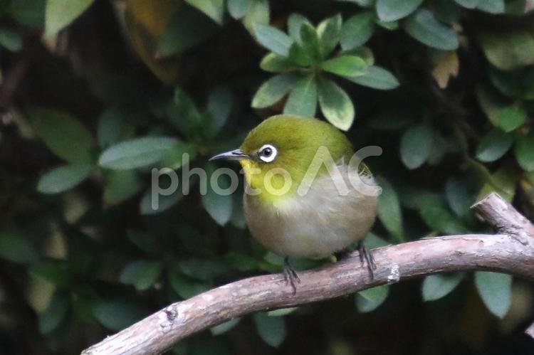 めじろ止まり木 鳥,小鳥,野鳥の写真素材
