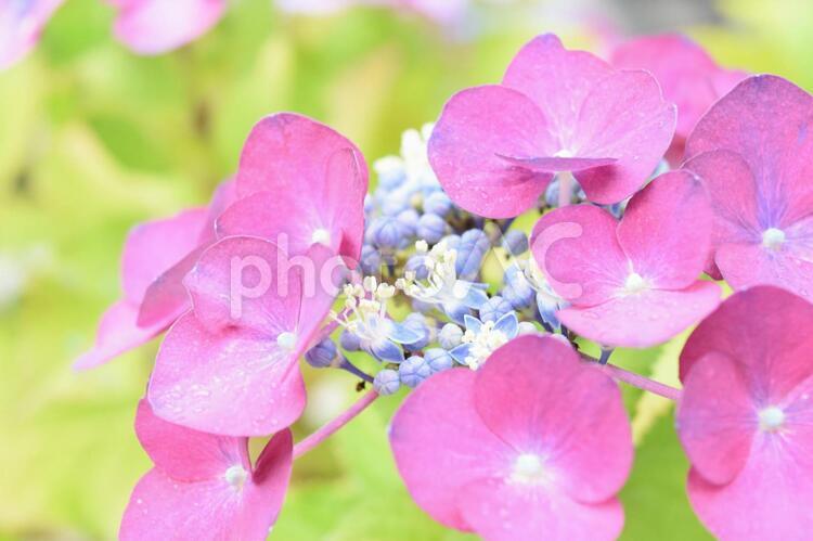 アジサイ・水滴付き１ 紫陽花,あじさい,ガクアジサイの写真素材