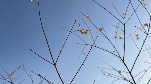 Plant NM43, JPG