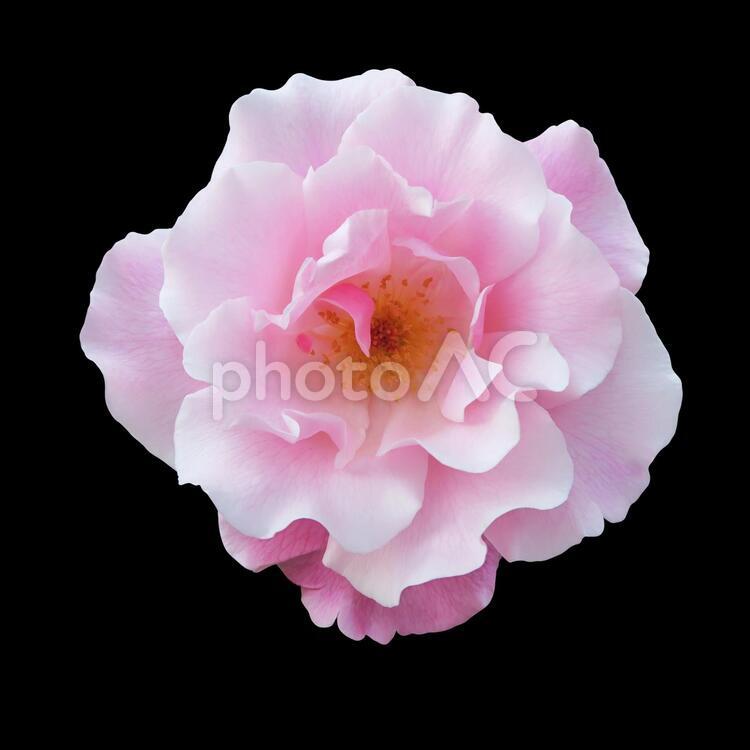 ピンクのバラ（切り抜き・PSD） バラ,ピンク,花の写真素材