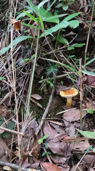 キノコの写真