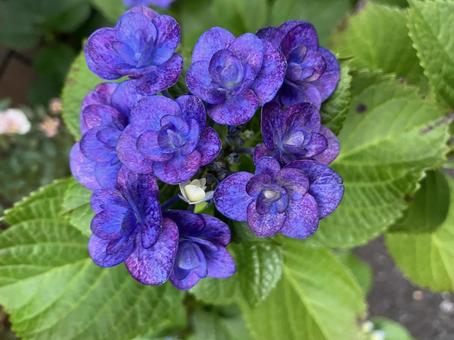 綺麗な紫陽花 綺麗な紫陽花の写真