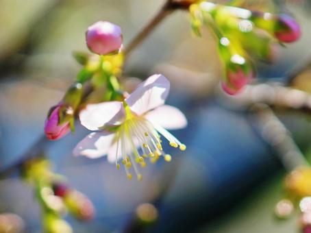 ヒマラヤザクラのアップ ヒマラヤザクラのアップ ヒマラヤザクラ,花,自然の写真素材