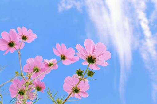 コスモス 秋の花 コスモス 秋の花の写真