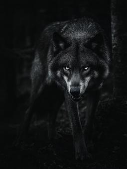 怒りの眼光を放つオオカミ:白黒 怒りの眼光を放つオオカミ:白黒の写真