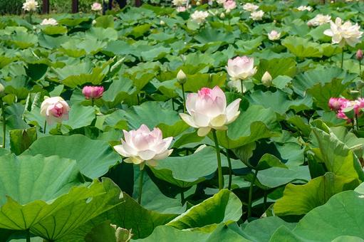 Karahi Lotus Garden, JPG