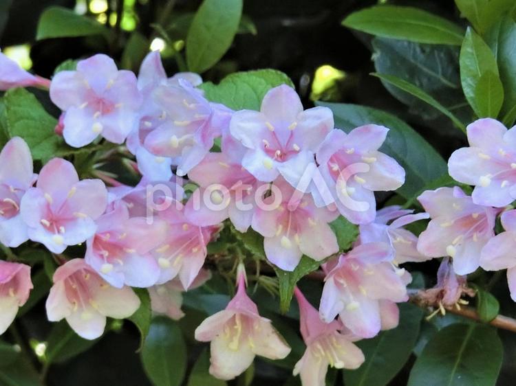 愛らしいピンクの花～タニウツギ～ タニウツギ,花,ピンクの写真素材