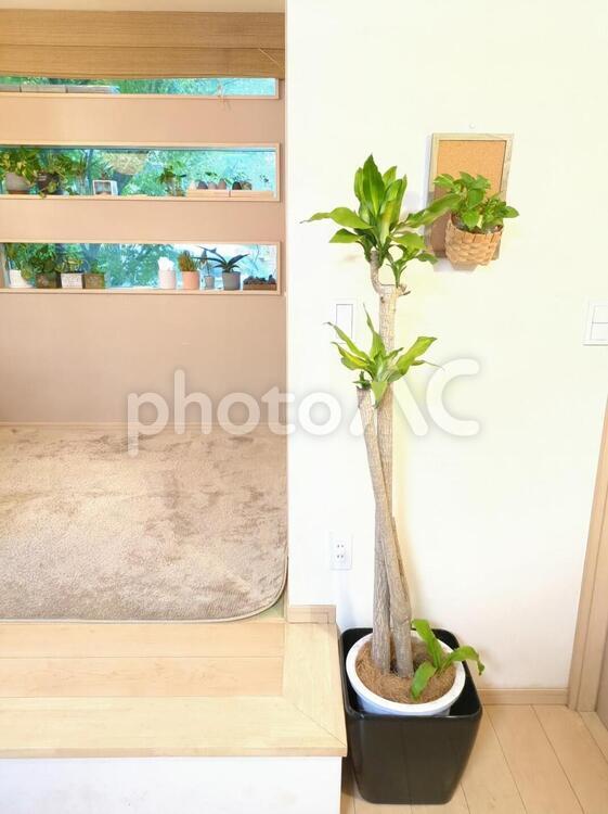 大型観葉植物ドラセナマッサンゲアナ10号 大型観葉植物,ドラセナ,マッサンゲアナの写真素材