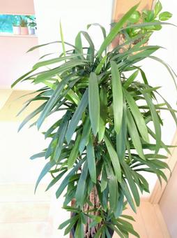 大型観葉植物 ストリクタ 10号鉢 大型観葉植物 ストリクタ 10号鉢 大型観葉植物,ストリクタ,コルディリネの写真素材
