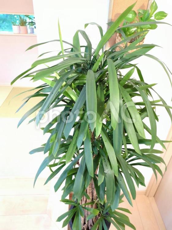 大型観葉植物　ストリクタ　10号鉢 大型観葉植物,ストリクタ,コルディリネの写真素材