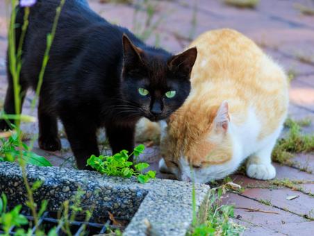 いつも仲良しな野良猫です。 いつも仲良しな野良猫です。の写真