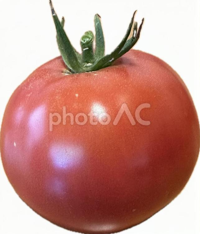自家栽培の桃太郎トマト トマト,リコピン,野菜の写真素材
