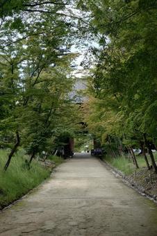京都府-醍醐寺-仁王門と参道-境内側 京都府-醍醐寺-仁王門と参道-境内側の写真