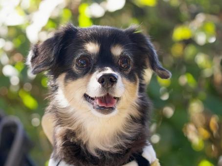 ワンコのポートレート 犬,ミックス犬,ワンコの写真素材