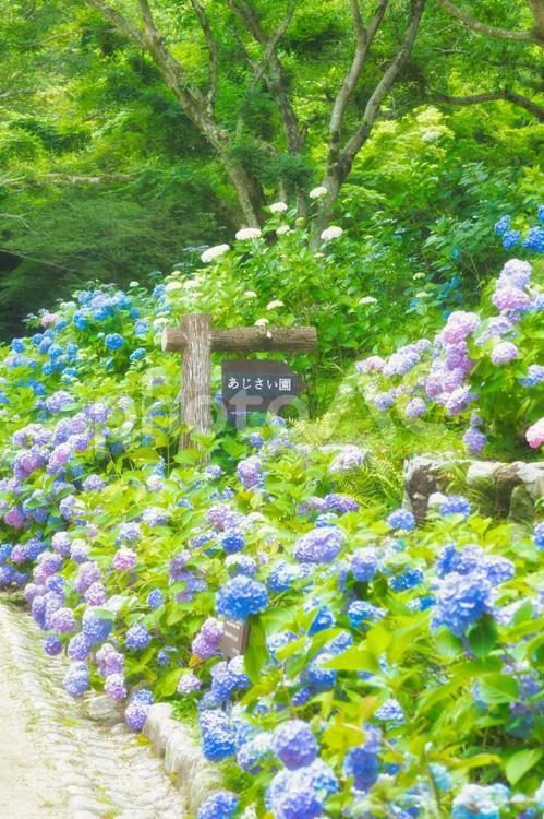 アジサイ　紫陽花　あじさい 6月,景色,紫陽花の写真素材
