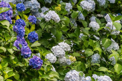 初夏に咲き誇る紫陽花と緑の葉 初夏に咲き誇る紫陽花と緑の葉 紫陽花,花,青の写真素材