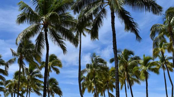青い空に群生するヤシの木 ヤシの木,青空,ハワイの写真素材