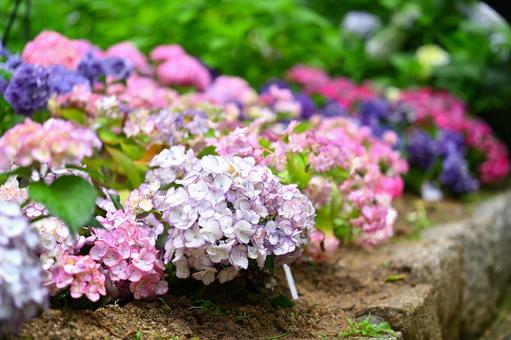 紫陽花 紫陽花の写真