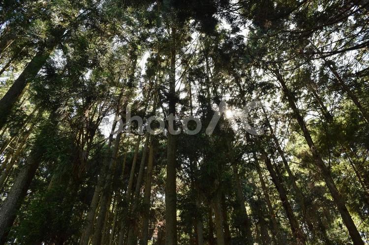 【奈良】龍王ヶ渕の風景 龍王ヶ渕,水鏡,池の写真素材