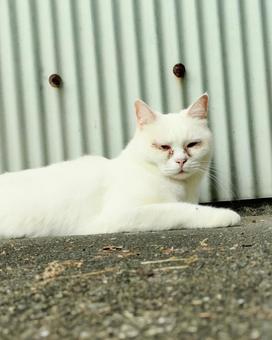 白猫 ちょっと休憩 白猫 ちょっと休憩 白猫,猫,休憩の写真素材
