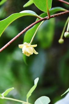 サネカズラの写真